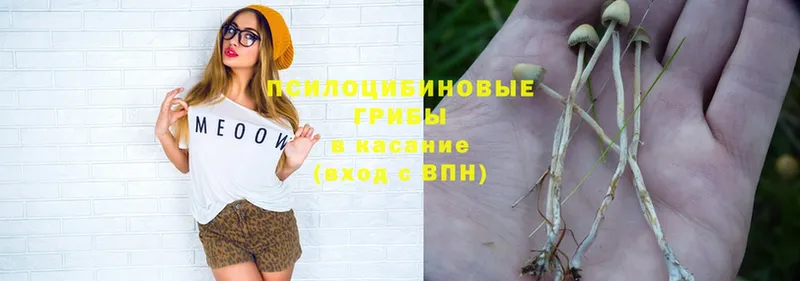 Псилоцибиновые грибы Psilocybe  кракен рабочий сайт  Талица 